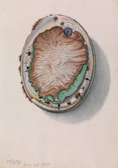 أذن البحر ذو الشفاه الخضراء ، Haliotis laevigata بواسطة جون جيمس وايلد